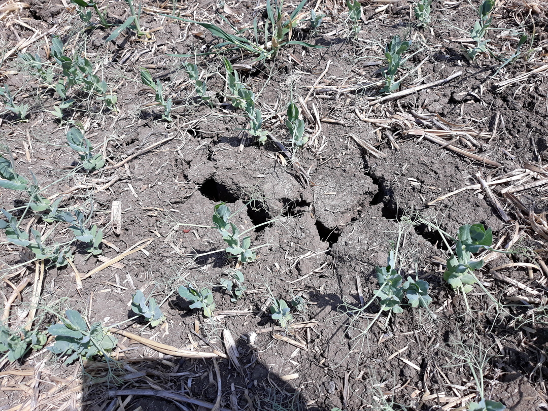 В Ленинском районе проводится мониторинг по обследованию посевов сельскохозяйственных культур