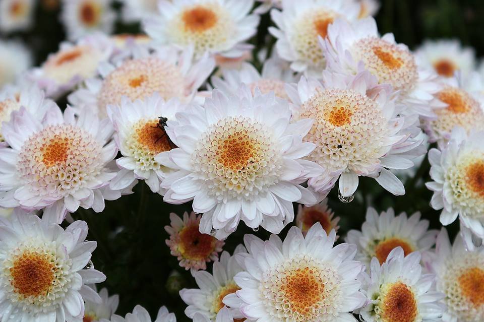 Бал хризантем в Крыму