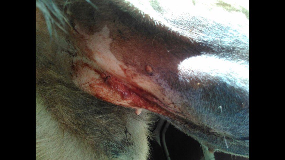 Смертельная стерилизация! (Фото не для детей и слабонервных)